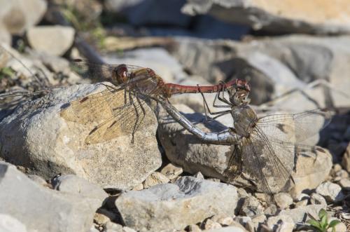 Réf. 245 832 : Sympetrum striolatum